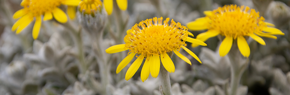 PLANTS ENDEMIC TO THE FALKLANDS Woolly Ragwort